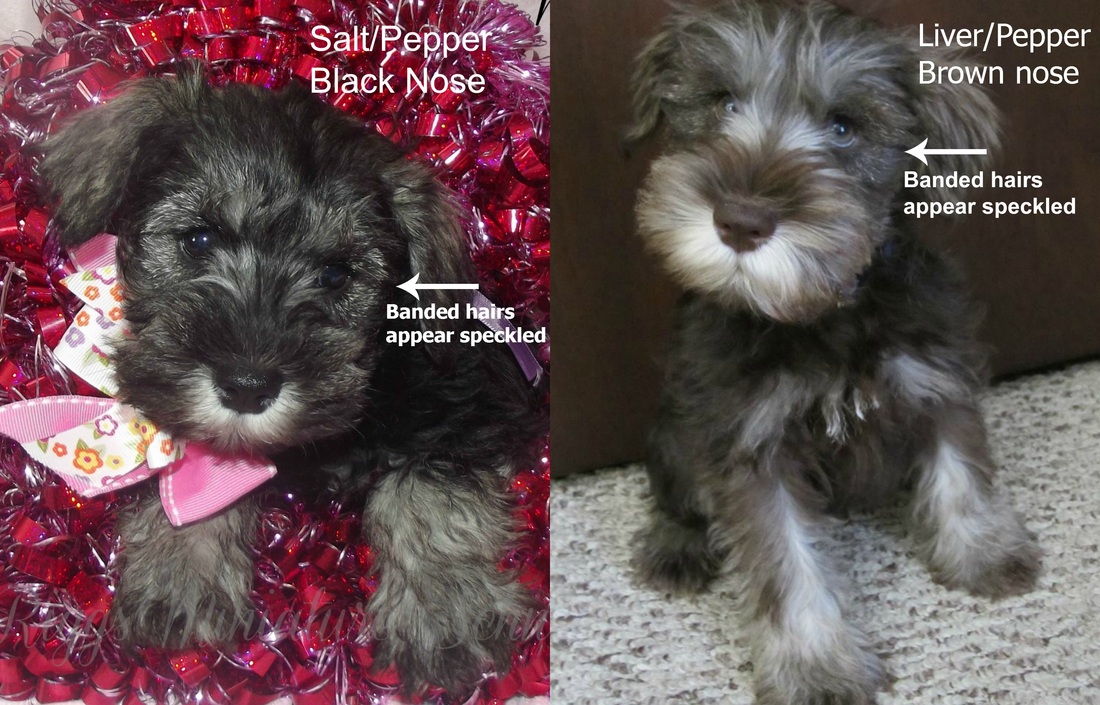 salt and pepper schnauzer puppies
