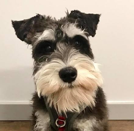 older schnauzers for sale